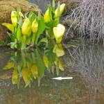 Adult rough-skinned newts are small, less than about eight inches long and have a pebbly texture on the back that gives them their name. (Courtesy Photo / Bob Armstrong)