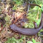 A pair of rough-skinned newts beginning the process of mating in a local pond this spring. (Courtesy Photo / Bob Armstrong)