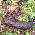 A pair of rough-skinned newts beginning the process of mating in a local pond this spring.  (Courtesy Photo / Bob Armstrong)
