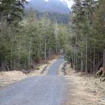 Fallen trees line the beginning of the West Douglas Pioneer Road in late April. On Monday evening the City and Borough of Juneau Assembly voted to reject a proposal for the second time from a local company that sought to gain access to provide electric-assisted bicycle tours on the city-owned gravel road. (Clarise Larson / Juneau Empire File)