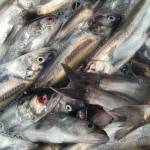 Saak, hooligan, caught on the Stikine River, Wrangell, Alaska. (Vivian Faith Prescott / For the Capital City Weekly)