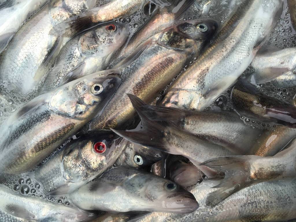 Saak, hooligan, caught on the Stikine River, Wrangell, Alaska. (Vivian Faith Prescott / For the Capital City Weekly)