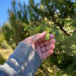Vivian Faith Prescott picks spruce tips in Wrangell. (Vivian Faith Prescott / For the Capital City Weekly)
