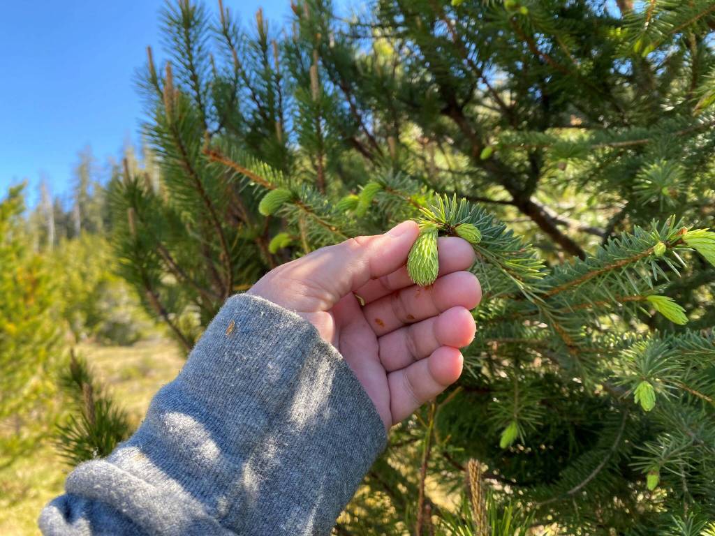 Vivian Faith Prescott picks spruce tips in Wrangell. (Vivian Faith Prescott / For the Capital City Weekly)