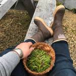 Vivian Faith Prescott picks Labrador tea in Wrangell. (Vivian Faith Prescott / For the Capital City Weekly))