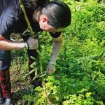 Vivian Mork Yeilk harvesting saxt devils club in Wrangell, Vivian Faith Prescott, photographer. (Vivian Faith Prescott / For the Capital City Weekly))