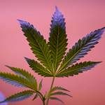 A marijuana plant is displayed in a cannabis shop. (Jeff Chiu/AP)