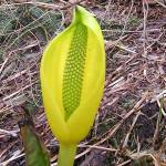 A skunk cabbage inflorescence shows the pointed stigmas of the female phase and the beginning of pollen presentation for the male phase. (Mary F. Willson / For the Juneau Empire)