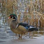 Wood duck males are colorful and rare in Juneau (Courtesy Photo / Bob Armstrong)