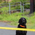 Shadow the dog sits just before the finish line at the Alaska Law Enforcement Torch Run at Twin Lakes Park Saturday morning. (Clarise Larson / Juneau Empire)