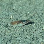A Pacific sand lance peeks out of its sandy refuge (Courtesy Photo / Bob Armstrong)