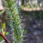 A catkin stands from the stem of a feltleaf willow, preparing to someday this summer or fall release airborne willow seeds in tiny capsules carried by fluff.