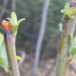 Feltleaf willow leaves emerge beneath where a moose nipped off buds during winter of 2022-2023 in Fairbanks. (Courtesy Photo / Ned Rozell)