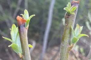 Feltleaf willow leaves emerge beneath where a moose nipped off buds during winter of 2022-2023 in Fairbanks. (Courtesy Photo / Ned Rozell)