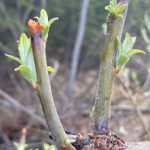Feltleaf willow leaves emerge beneath where a moose nipped off buds during winter of 2022-2023 in Fairbanks. (Courtesy Photo / Ned Rozell)