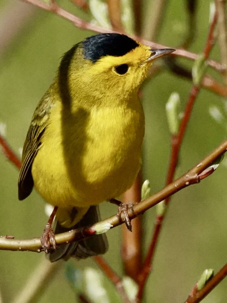 A male Wilsons warbler shows his distinctive black cap. (Courtesy photo / Helen Unruh)