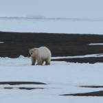 A polar bear feeds near a pile of whale bones north of Utqiaġvik. (Courtesy Photo /Ned Rozell)