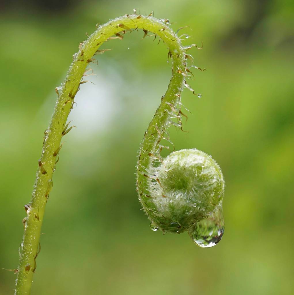 Raindrop clings to unfurled fern Saturday at Prince of Wales Island. (Courtesy Photo / Marti Crutcher)