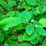 This is a photo taken at Windfall Lake Trail on Saturday. (Courtesy Photo / Deana Barajas)