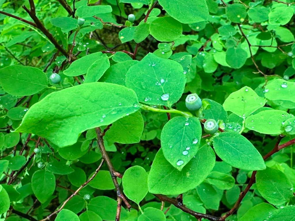 This is a photo taken at Windfall Lake Trail on Saturday. (Courtesy Photo / Deana Barajas)