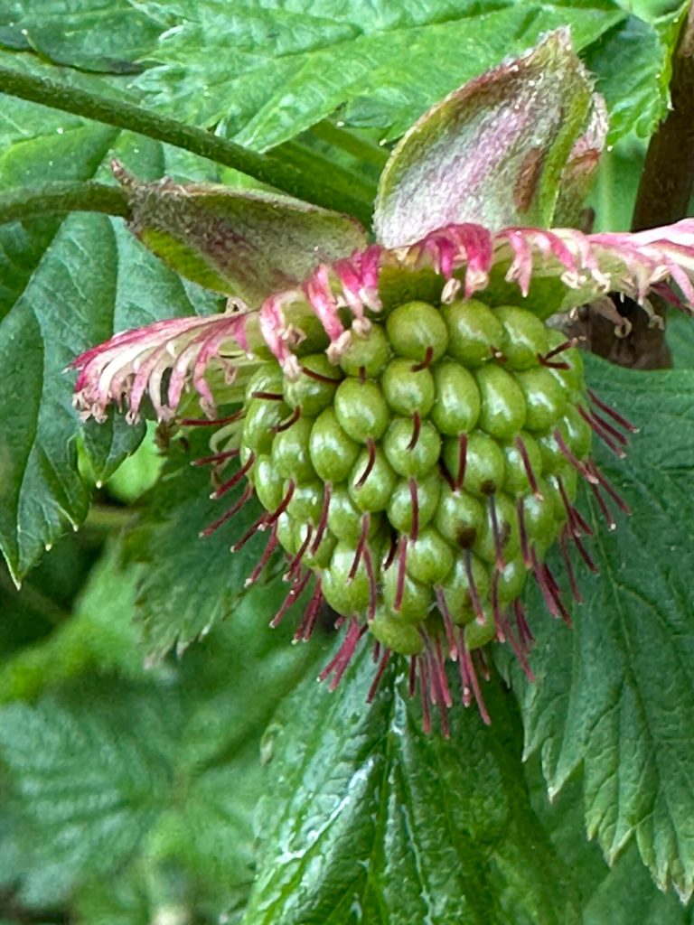 This photo was taken along Glacier Highway on Wednesday. (Courtesy Photo / Deana Barajas)