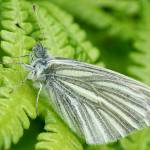 A white butterfly rests upon a fern Saturday at Prince of Wales Island. (Courtesy Photo / Marti Crutcher)