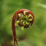 Green leaves start to emerge from a red-stemmed fern Saturday at Prince of Wales Island. (Courtesy Photo / Marti Crutcher)