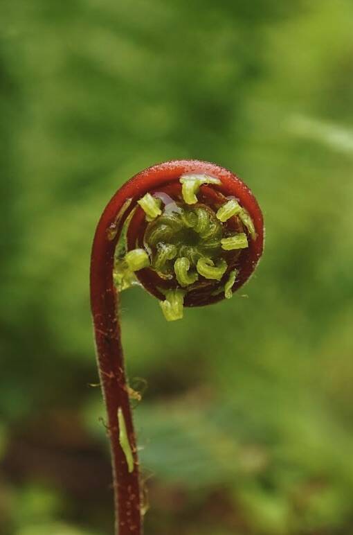 Green leaves start to emerge from a red-stemmed fern Saturday at Prince of Wales Island. (Courtesy Photo / Marti Crutcher)