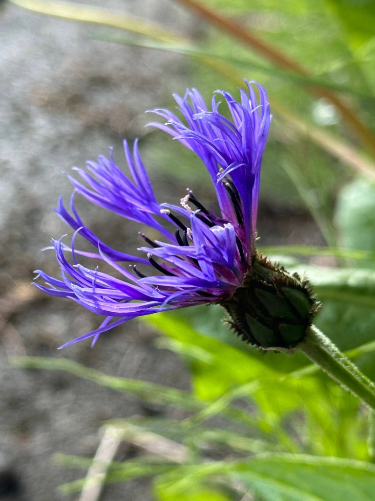 This photo was taken along Glacier Highway on Wednesday. (Courtesy Photo / Deana Barajas)