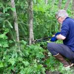 Aaron Angel, a former Juneau resident who returns sometimes during summers, prunes a branch as he helps widen a portion of the Kingfisher Pond Loop Trail on Saturday. He said hes a frequent hiker of Juneaus trails, but Saturday was the first time he volunteered to help Trail Mixs efforts to maintain and improve paths. (Mark Sabatini / Juneau Empire)