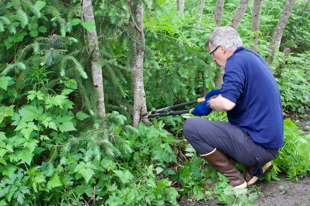 Aaron Angel, a former Juneau resident who returns sometimes during summers, prunes a branch as he helps widen a portion of the Kingfisher Pond Loop Trail on Saturday. He said hes a frequent hiker of Juneaus trails, but Saturday was the first time he volunteered to help Trail Mixs efforts to maintain and improve paths. (Mark Sabatini / Juneau Empire)