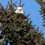 A bald eagle is seen on Feb. 6, 2018, perched in a tree in the Kodiak National Wildlife Refuge. Bald eagles are near the top of the list of bird species in Alaska that have been killed by the currently circulating strains of highly pathogenic avian influenza. (Photo by Lisa Hupp/U.S. Fish and Wildlife Service)