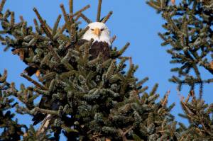 A bald eagle is seen on Feb. 6, 2018, perched in a tree in the Kodiak National Wildlife Refuge. Bald eagles are near the top of the list of bird species in Alaska that have been killed by the currently circulating strains of highly pathogenic avian influenza. (Photo by Lisa Hupp/U.S. Fish and Wildlife Service)