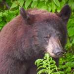 Cinnamon-colored Juneau black bear watching cars drive by out the road at the 20 mile marker on Friday, June 2. (Courtesy Photo / Virginia Kelly)