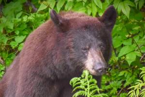 Cinnamon-colored Juneau black bear watching cars drive by out the road at the 20 mile marker on Friday, June 2. (Courtesy Photo / Virginia Kelly)