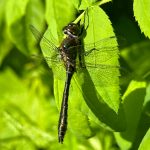 `Courtesy Photo / Deana Barajas
A dragonfly basks in the sun at Kingfisher Pond on Wednesday, June 7.