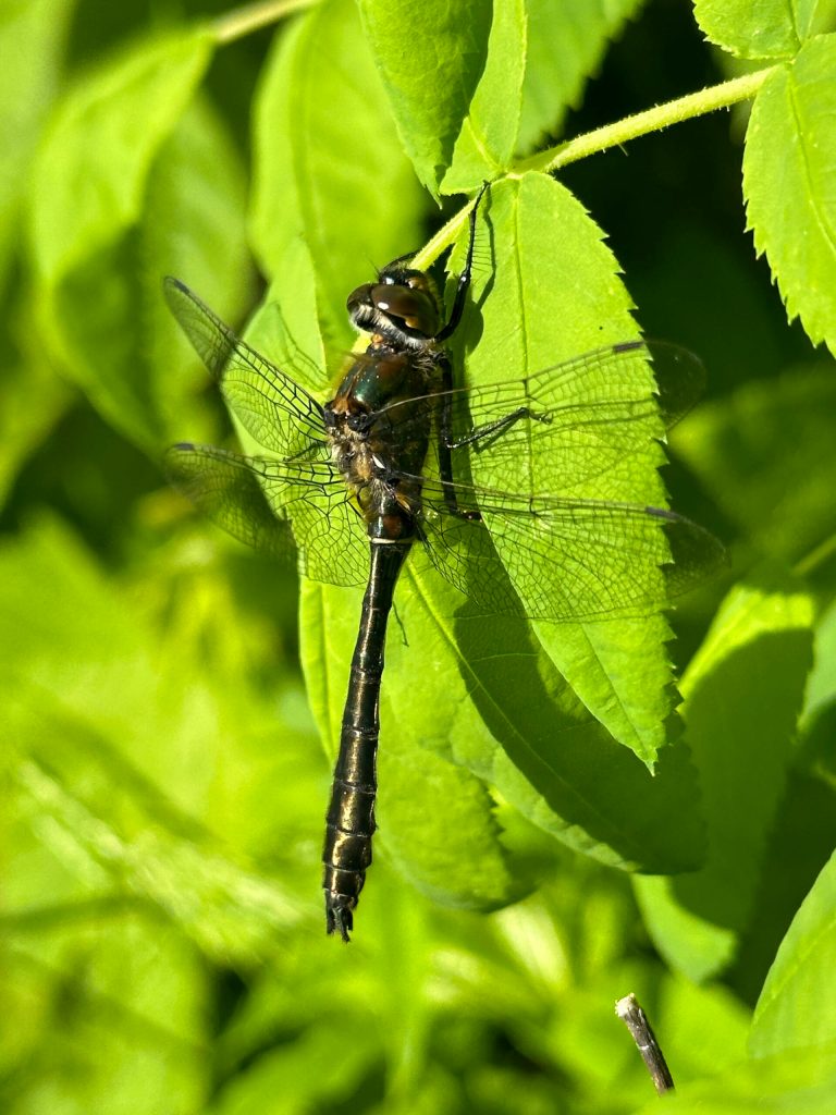 `Courtesy Photo / Deana Barajas
A dragonfly basks in the sun at Kingfisher Pond on Wednesday, June 7.