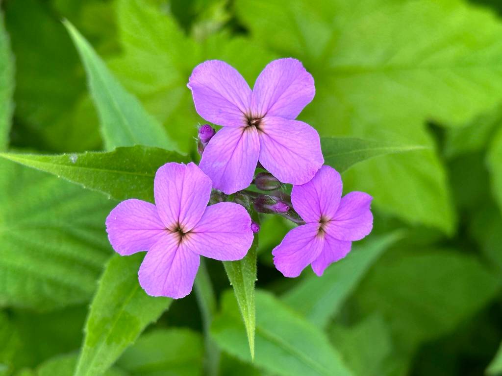 Along Glacier Highway on Monday, June 5. (Courtesy Photo / Deana Barajas)