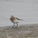 A red-necked stint feeds at Tanana Lakes Recreation Area in south Fairbanks. (Courtesy Photo / Hazel Sutton)