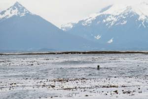 A harbor seal pokes its head up near Low Island in Sitka Sound on June 1. The area was the site of a fatal charter boat accident May 28. (James Poulson/The Daily Sitka Sentinel via AP)