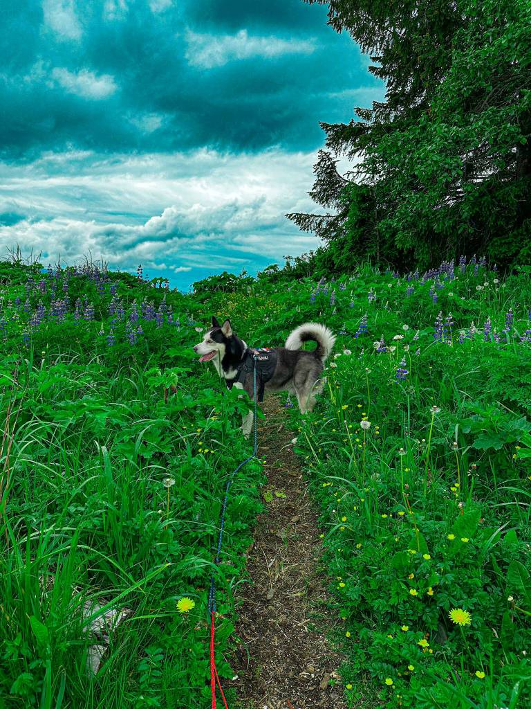 Keanu, a Siberian Husky/Alaskan Malamute mix, inspects greenery at the Auke Recreation Area on June 9. (Courtesy Photo / Felina Villarreal)