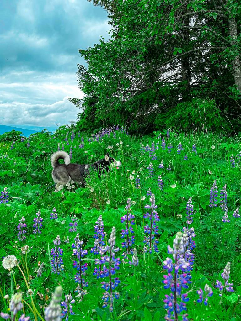 Thick clouds wash the skies above a trail at the Auke Recreation Area on June 9. (Courtesy Photo / Felina Villarreal)