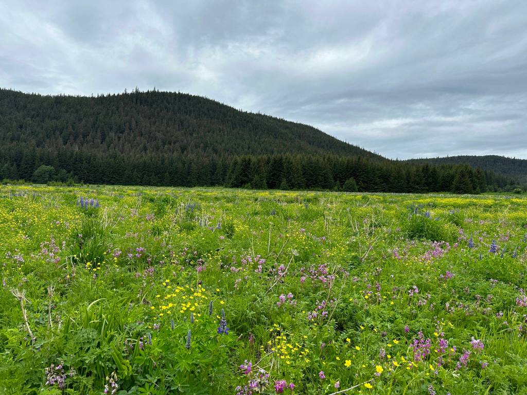 A meadow along the Point Bridget Trail on June 10. (Courtesy Photo / Deana Barajas)