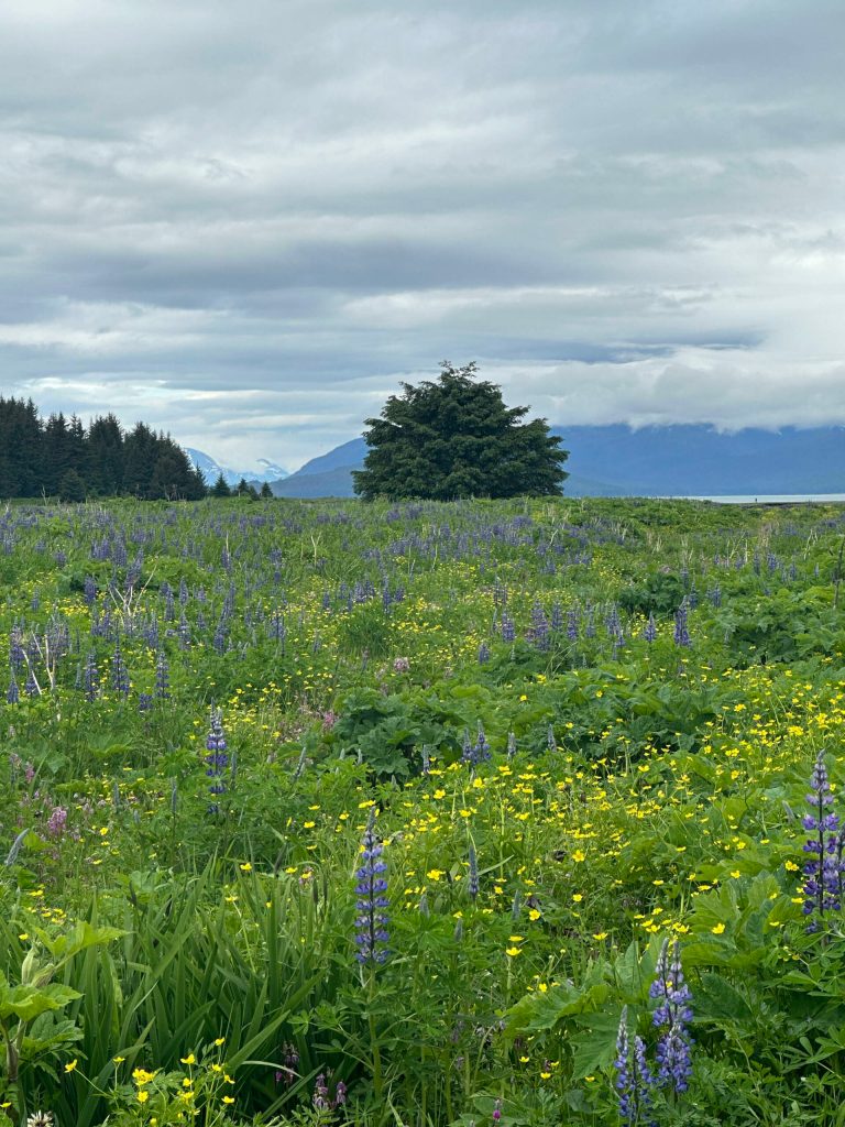 Wildflowers seen from the Point Bridget Trail on June 10. (Courtesy Photo / Deana Barajas)