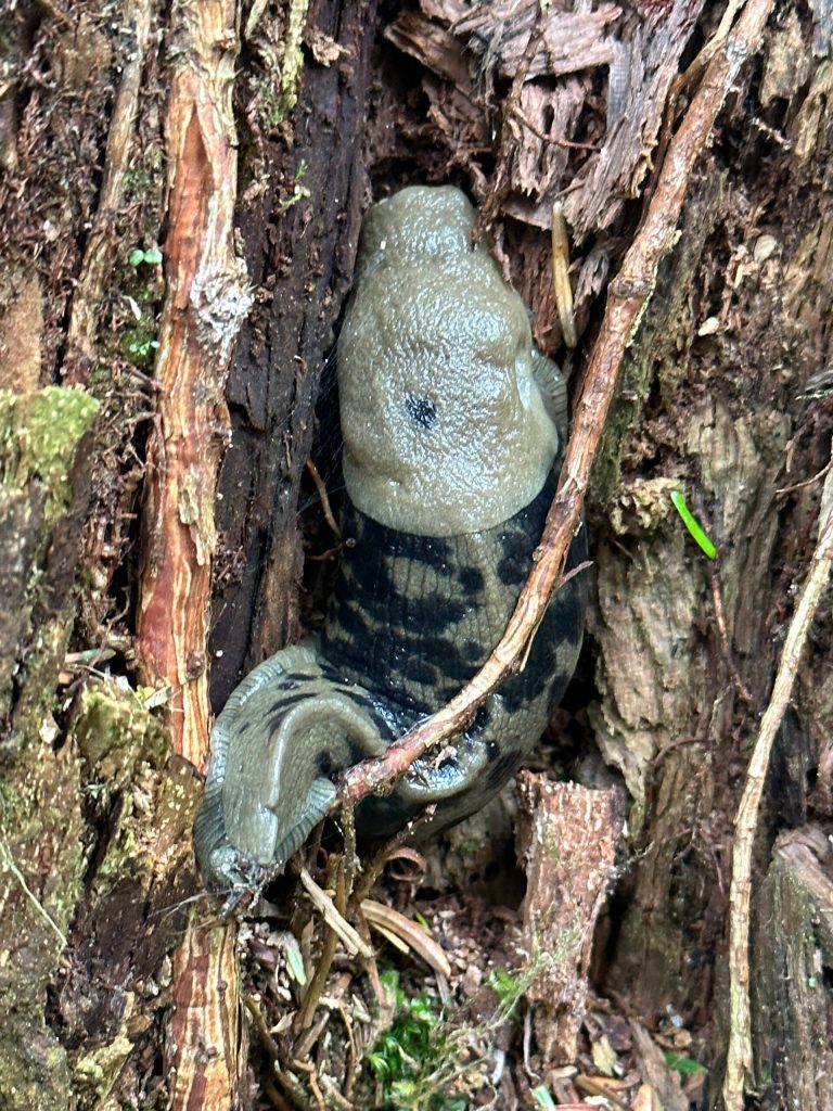 Banana slug on the Point Bridget Trail on June 10. (Courtesy Photo / Deana Barajas)