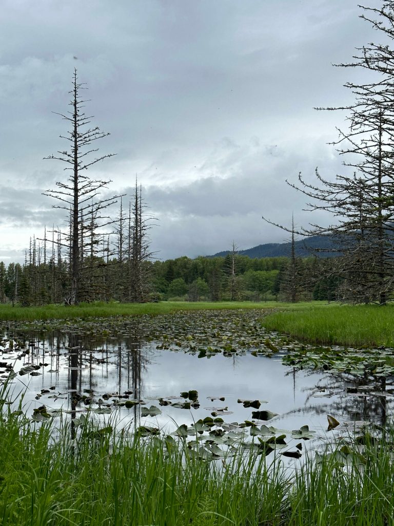 A marsh along the Point Bridget Trail on June 10. (Courtesy Photo / Deana Barajas)