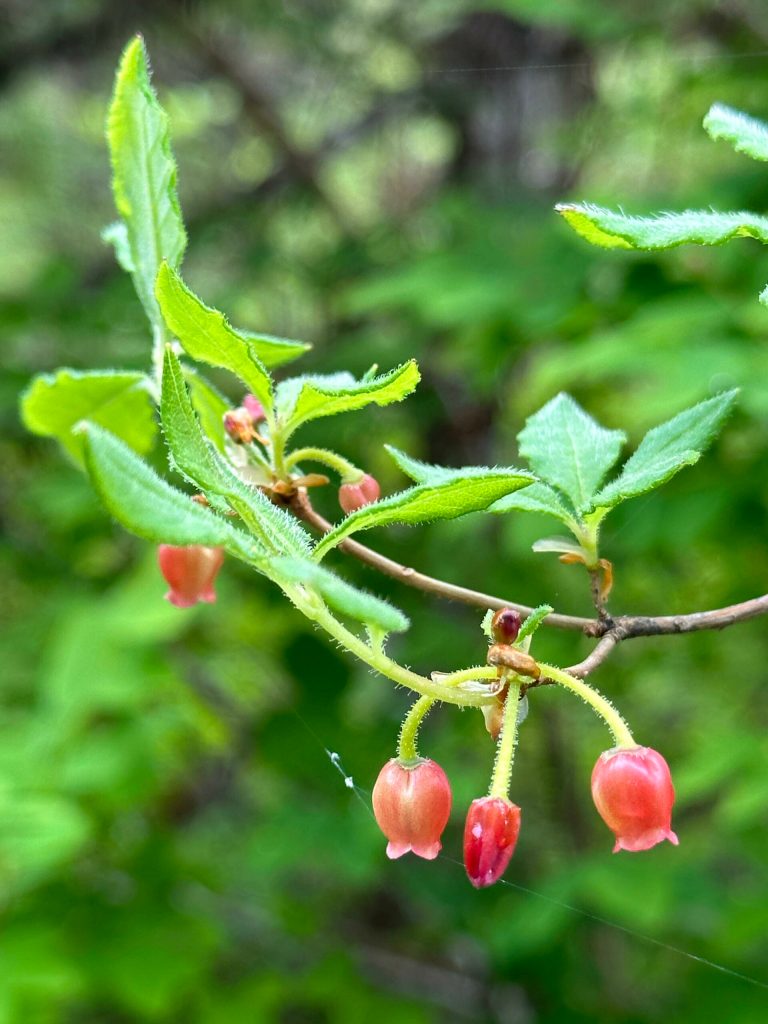 False azalea on the Point Bridget Trail on June 10. (Courtesy Photo / Deana Barajas)