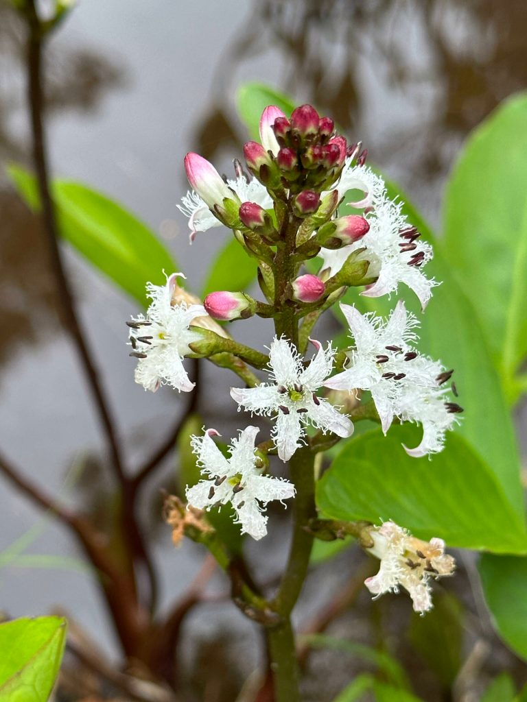 Buck bean on the Point Bridget Trail on June 10. (Courtesy Photo / Deana Barajas)