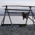Salmon dries on a traditional rack on the beach in the Seward Peninsula village of Teller on Sept. 2, 2021. Salmon is a dietary staple for Indigenous residents of Western Alaska, and poor runs have created hardship. A new Alaska salmon task force mandated by federal law is now appointed and charged with producing a science plan within a year. (Photo by Yereth Rosen/Alaska Beacon)
