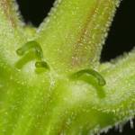 At the base of elderberry leaves there are extrafloral nectaries that may be part of the plants defense against insect herbivores. (Bob Armstrong photo)